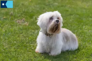 Read more about the article Dandie Dinmont Terrier breeders and puppies in Minnesota