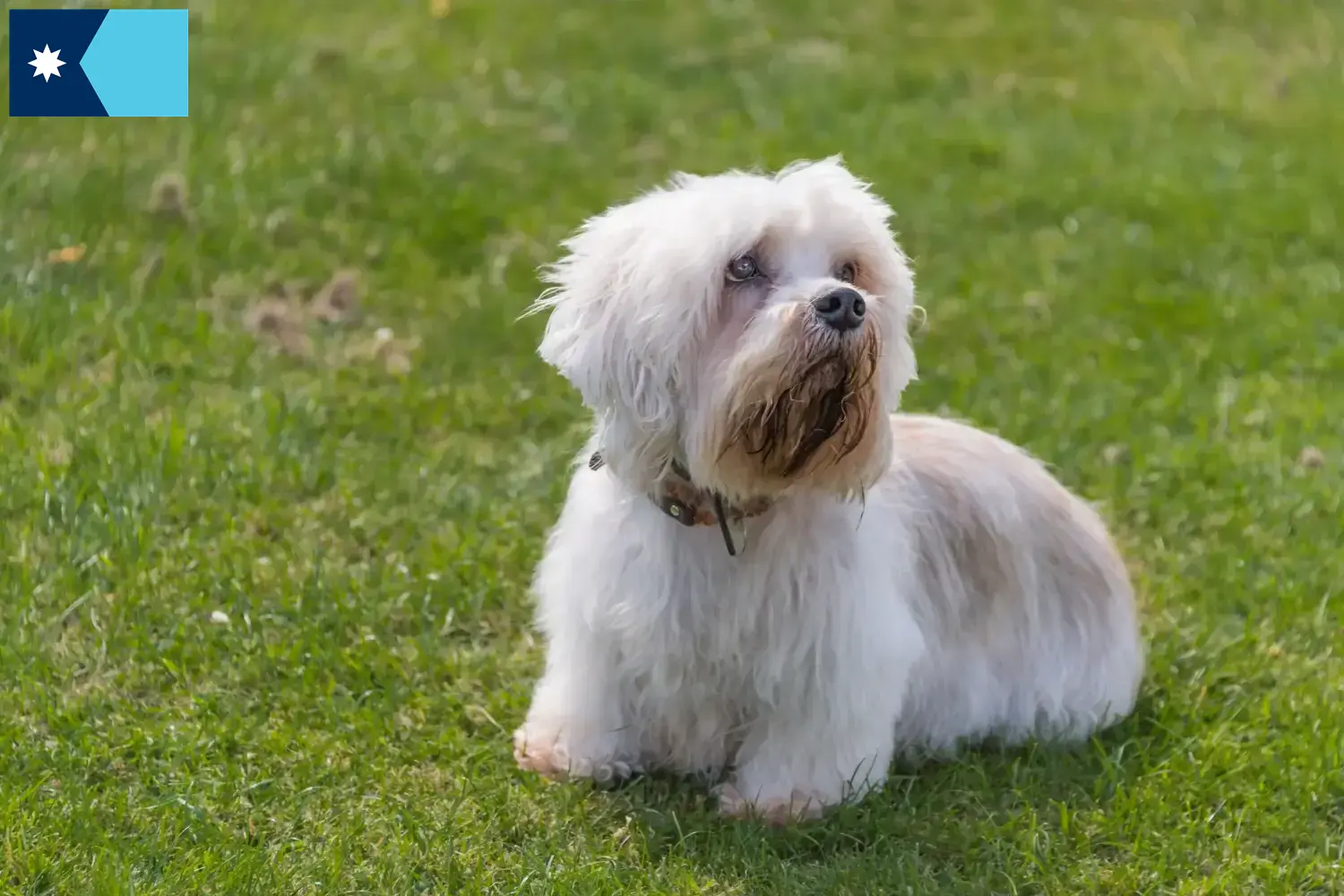 Dandie Dinmont Terrier puppies and breeders Minnesota Find Dandie Dinmont Terrier breeders in Minnesota.