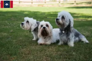 Read more about the article Dandie Dinmont Terrier breeders and puppies in Mississippi