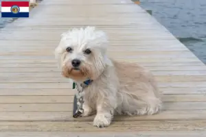 Read more about the article Dandie Dinmont Terrier breeders and puppies in Missouri
