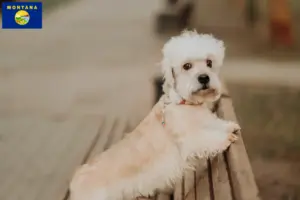 Read more about the article Dandie Dinmont Terrier breeders and puppies in Montana
