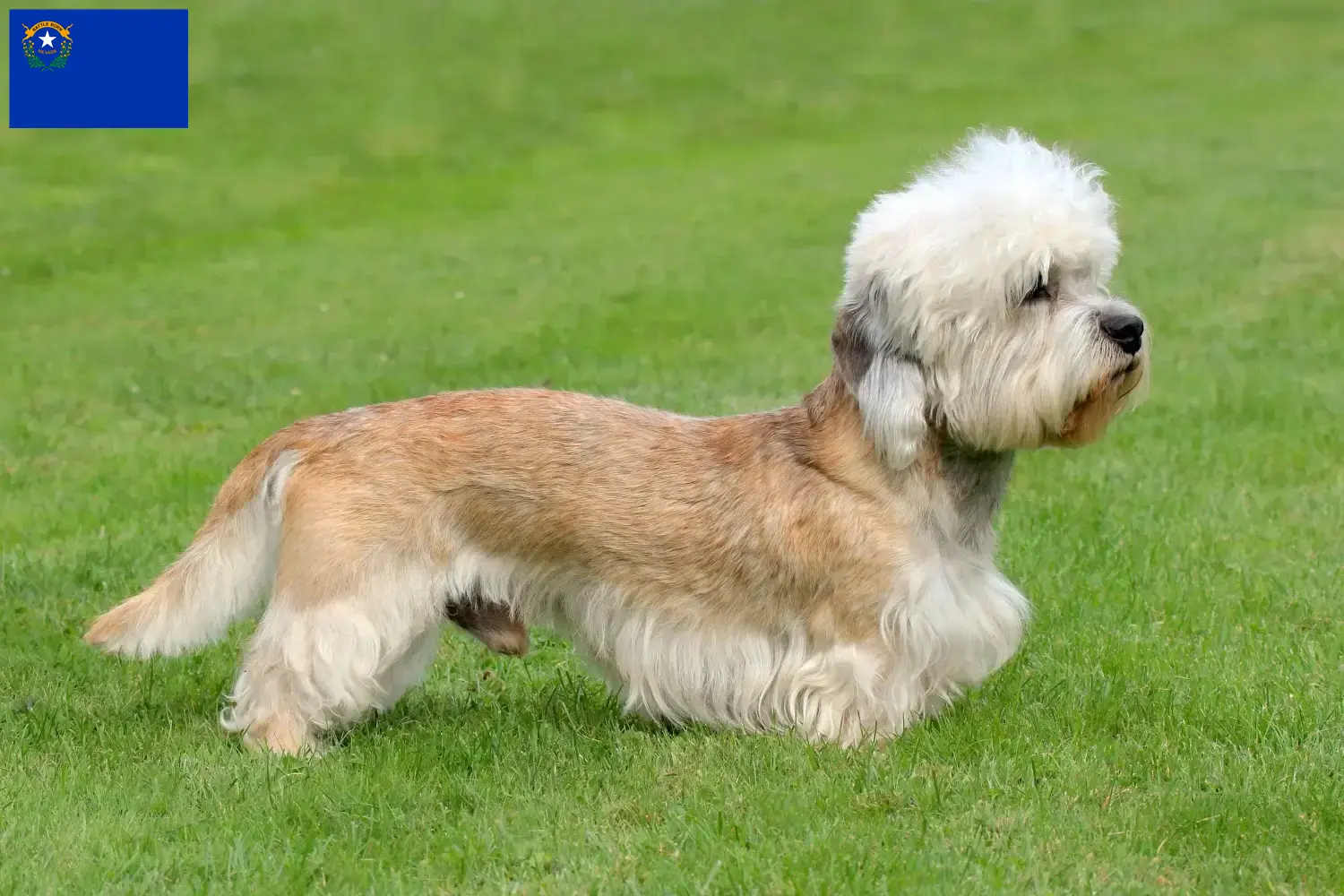 Dandie Dinmont Terrier puppies and breeders Nevada Find Dandie Dinmont Terrier breeders in Nevada.