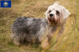 Read more about the article Dandie Dinmont Terrier Breeders and Puppies in New Hampshire