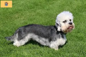 Read more about the article Dandie Dinmont Terrier Breeder and Puppies in New Jersey
