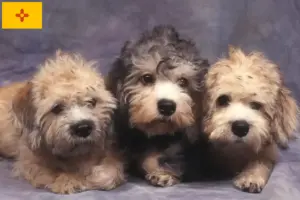 Read more about the article Dandie Dinmont Terrier Breeders and Puppies in New Mexico