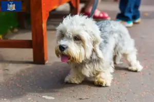 Read more about the article Dandie Dinmont Terrier Breeder and Puppies in New York