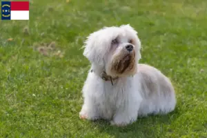 Read more about the article Dandie Dinmont Terrier breeders and puppies in North Carolina
