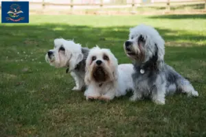 Read more about the article Dandie Dinmont Terrier breeders and puppies in North Dakota