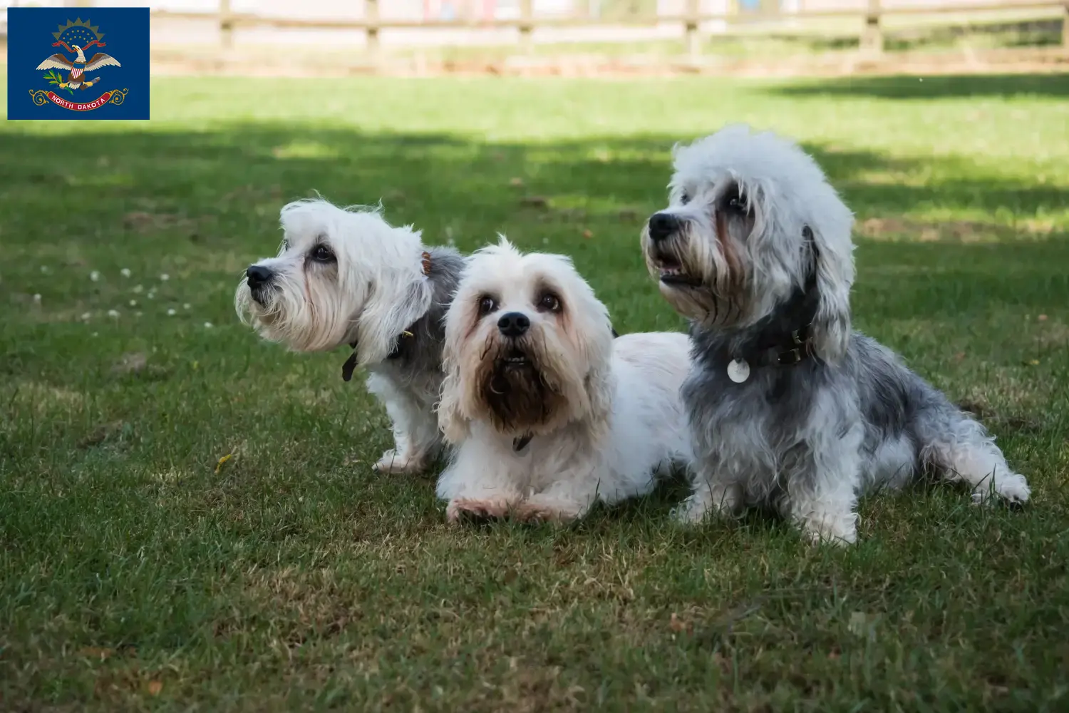 Dandie Dinmont Terrier puppies and breeders North Dakota Find Dandie Dinmont Terrier breeders in North Dakota.