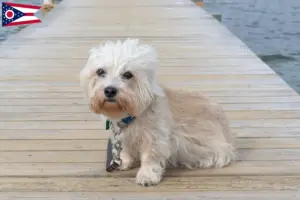 Read more about the article Dandie Dinmont Terrier breeders and puppies in Ohio