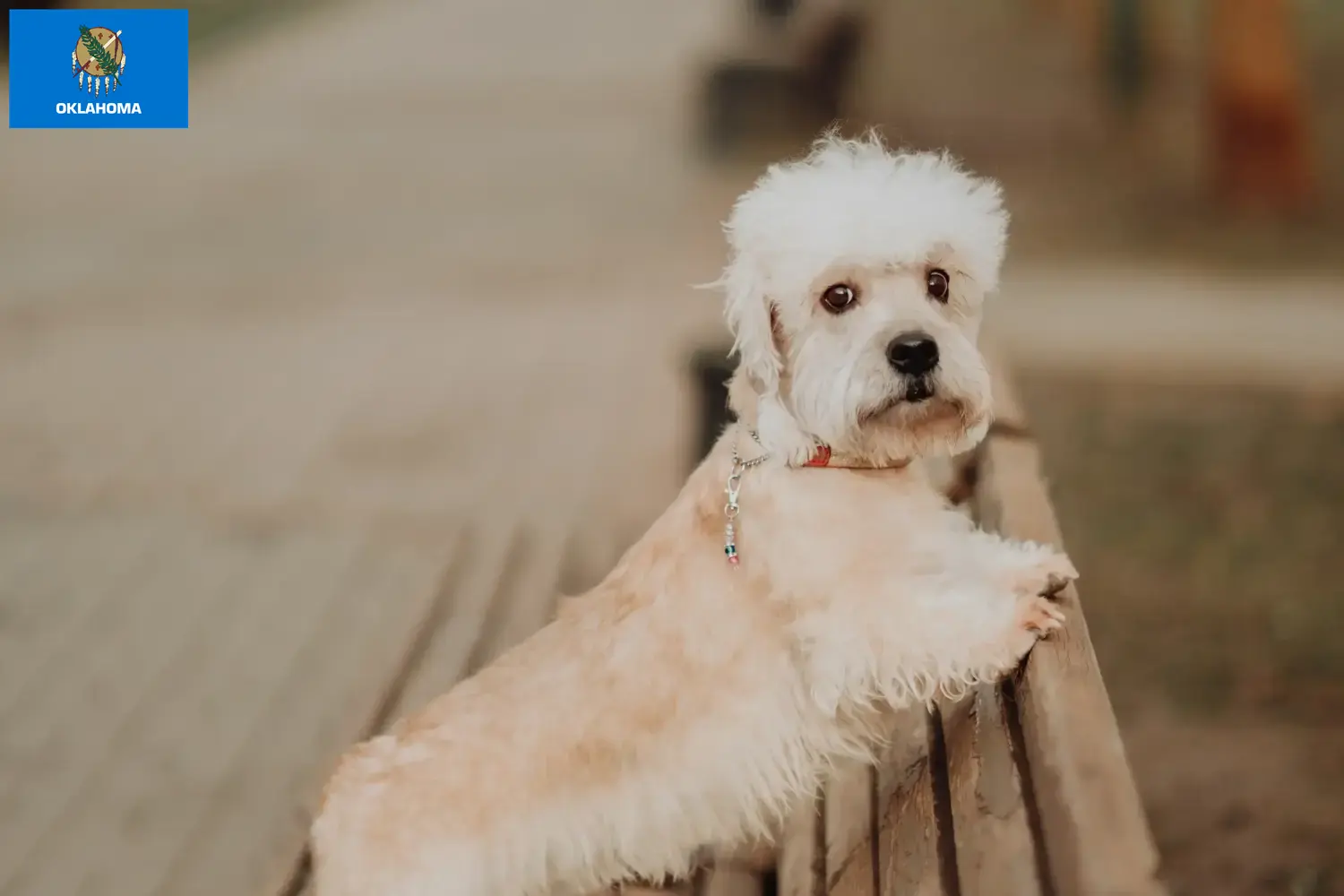 Dandie Dinmont Terrier puppies and breeders Oklahoma Find Dandie Dinmont Terrier breeders in Oklahoma.