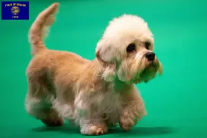Read more about the article Dandie Dinmont Terrier breeders and puppies in Oregon