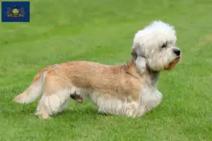 Read more about the article Dandie Dinmont Terrier breeders and puppies in Pennsylvania