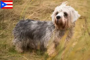 Read more about the article Dandie Dinmont Terrier breeders and puppies in Puerto Rico