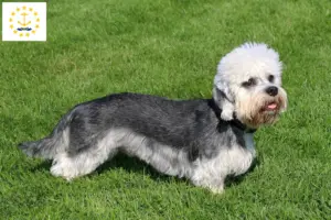 Read more about the article Dandie Dinmont Terrier Breeders and Puppies in Rhode Island
