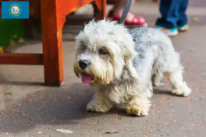Read more about the article Dandie Dinmont Terrier breeders and puppies in South Dakota