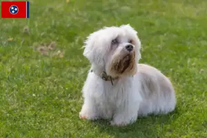 Read more about the article Dandie Dinmont Terrier breeders and puppies in Tennessee