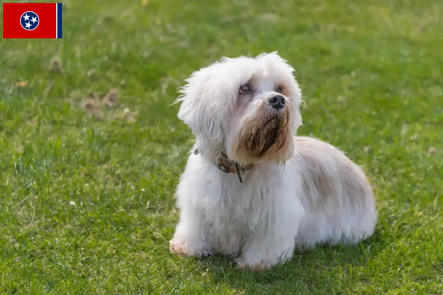 Dandie Dinmont Terrier puppies and breeders Tennessee Find Dandie Dinmont Terrier breeders in Tennessee.