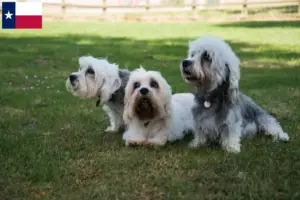 Read more about the article Dandie Dinmont Terrier breeders and puppies in Texas