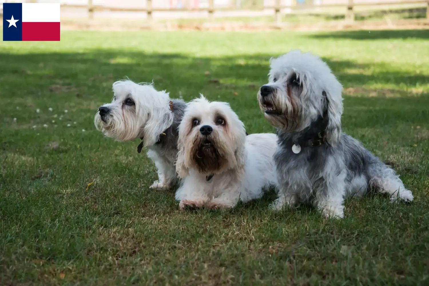 Dandie Dinmont Terrier puppies and breeders Texas Find Dandie Dinmont Terrier breeders in Texas.