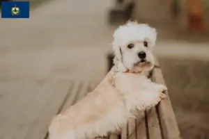 Read more about the article Dandie Dinmont Terrier breeders and puppies in Vermont