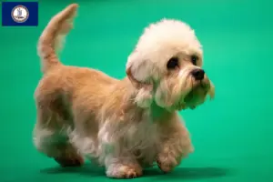 Read more about the article Dandie Dinmont Terrier breeders and puppies in Virginia