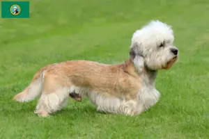 Read more about the article Dandie Dinmont Terrier breeders and puppies in Washington