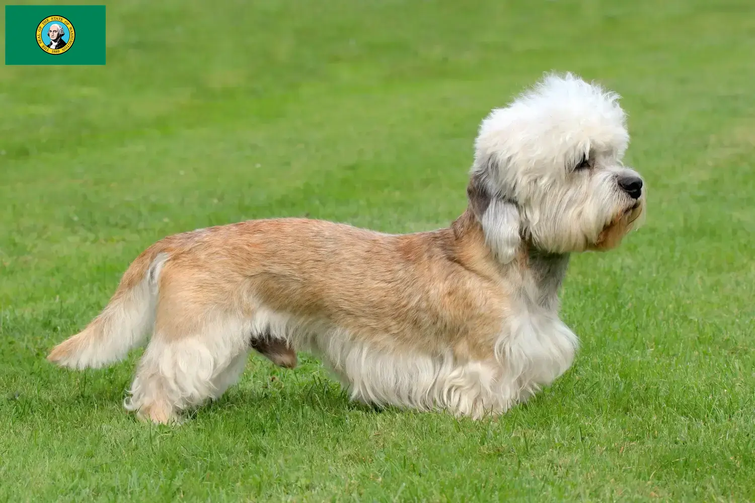 Read more about the article Dandie Dinmont Terrier breeders and puppies in Washington