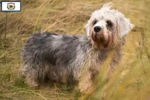 Read more about the article Dandie Dinmont Terrier breeders and puppies in West Virginia