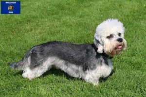 Read more about the article Dandie Dinmont Terrier breeders and puppies in Wisconsin