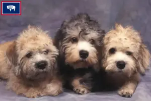 Read more about the article Dandie Dinmont Terrier breeders and puppies in Wyoming