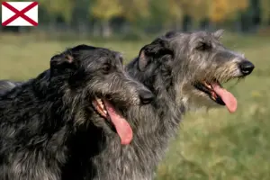 Read more about the article Deerhound breeders and puppies in Alabama