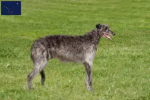 Read more about the article Deerhound breeders and puppies in Alaska