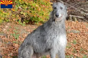 Read more about the article Deerhound breeders and puppies in Arizona