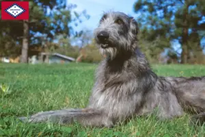 Read more about the article Deerhound breeders and puppies in Arkansas