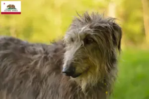 Read more about the article Deerhound breeders and puppies in California