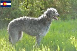 Read more about the article Deerhound breeders and puppies in Colorado