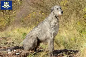 Read more about the article Deerhound breeders and puppies in Connecticut
