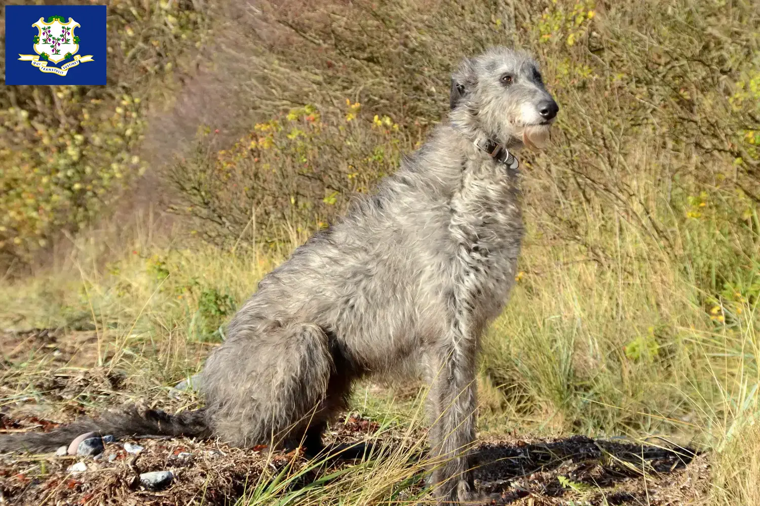 Deerhound puppies and breeders Connecticut Find Deerhounds breeders in Connecticut.