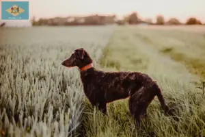 Read more about the article Deerhound breeders and puppies in Delaware