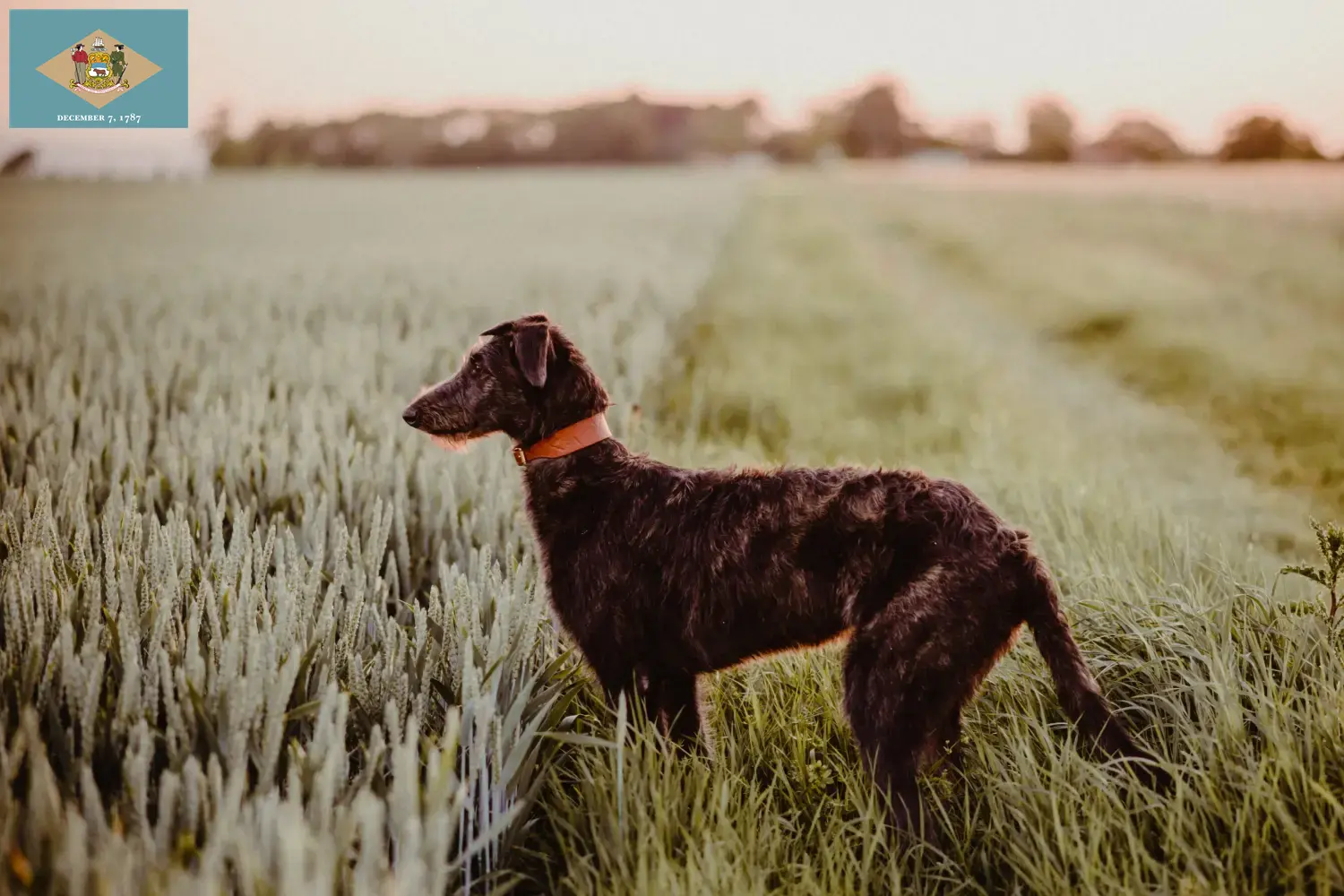 Deerhound puppies and breeders Delaware Find Deerhounds breeders in Delaware.