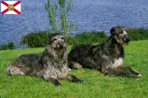 Read more about the article Deerhound breeders and puppies in Florida