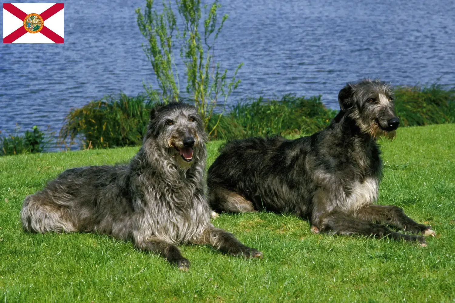 Deerhound puppies and breeders Florida Find Deerhounds breeders in Florida.