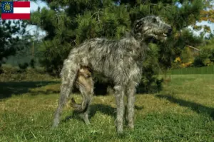 Read more about the article Deerhound breeders and puppies in Georgia