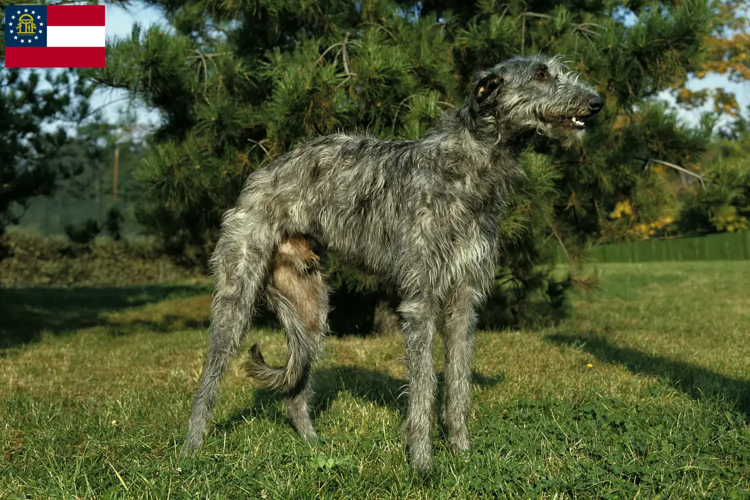 Deerhound puppies and breeders Georgia Find Deerhounds breeders in Georgia.