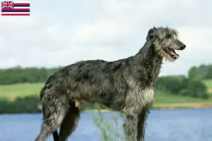 Read more about the article Deerhound breeders and puppies in Hawaii