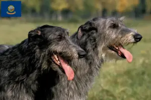 Read more about the article Deerhound breeders and puppies in Idaho