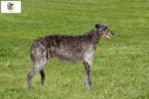 Read more about the article Deerhound breeders and puppies in Illinois