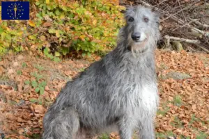 Read more about the article Deerhound breeders and puppies in Indiana