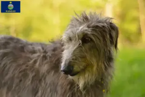 Read more about the article Deerhound breeders and puppies in Kansas